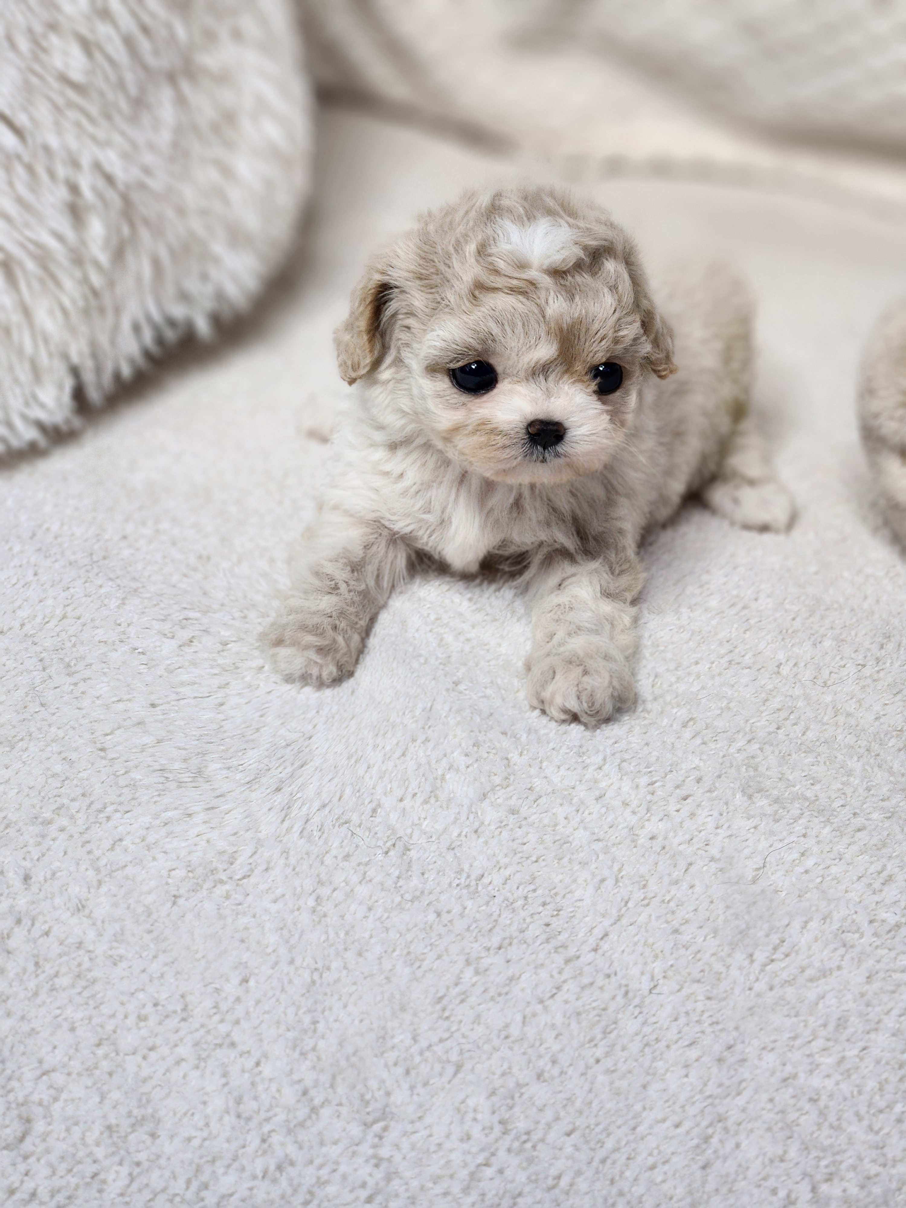 푸숑 분양합니다